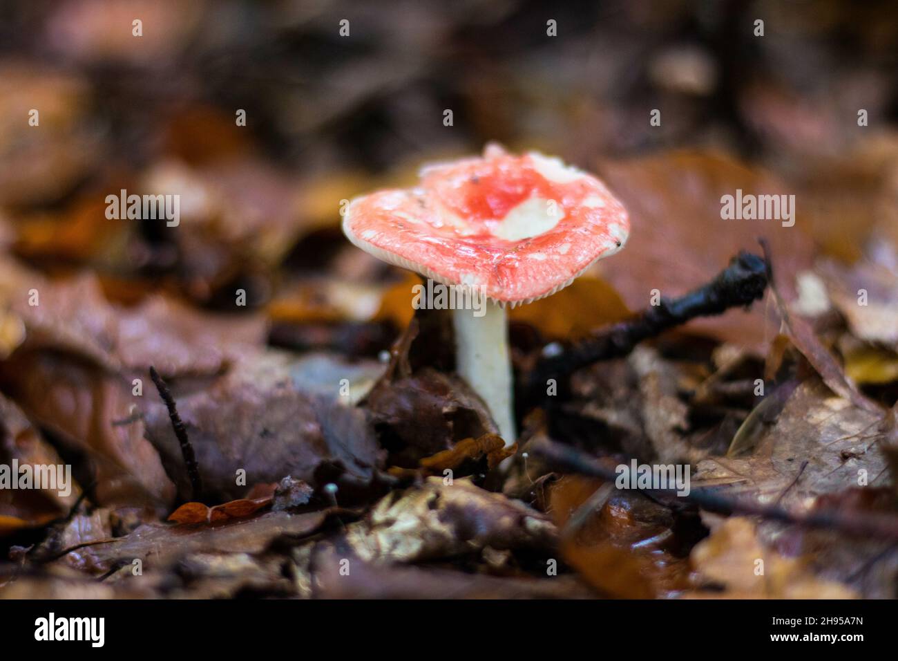 Gros plan d'un champignon qui pousse dans la forêt Banque D'Images