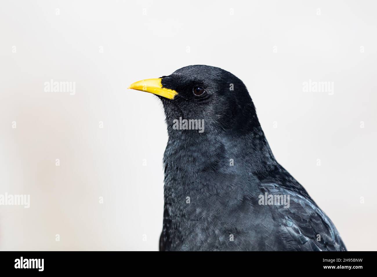 Le Chough à bec jaune est une espèce d'oiseaux alpins de grande envergure qui s'étend dans les montagnes paléoarctiques occidentales, des Pyrénées aux Alpes en passant par l'Himalaya Banque D'Images