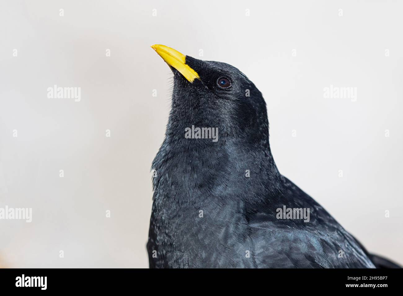 Le Chough à bec jaune est une espèce d'oiseaux alpins de grande envergure qui s'étend dans les montagnes paléoarctiques occidentales, des Pyrénées aux Alpes en passant par l'Himalaya Banque D'Images
