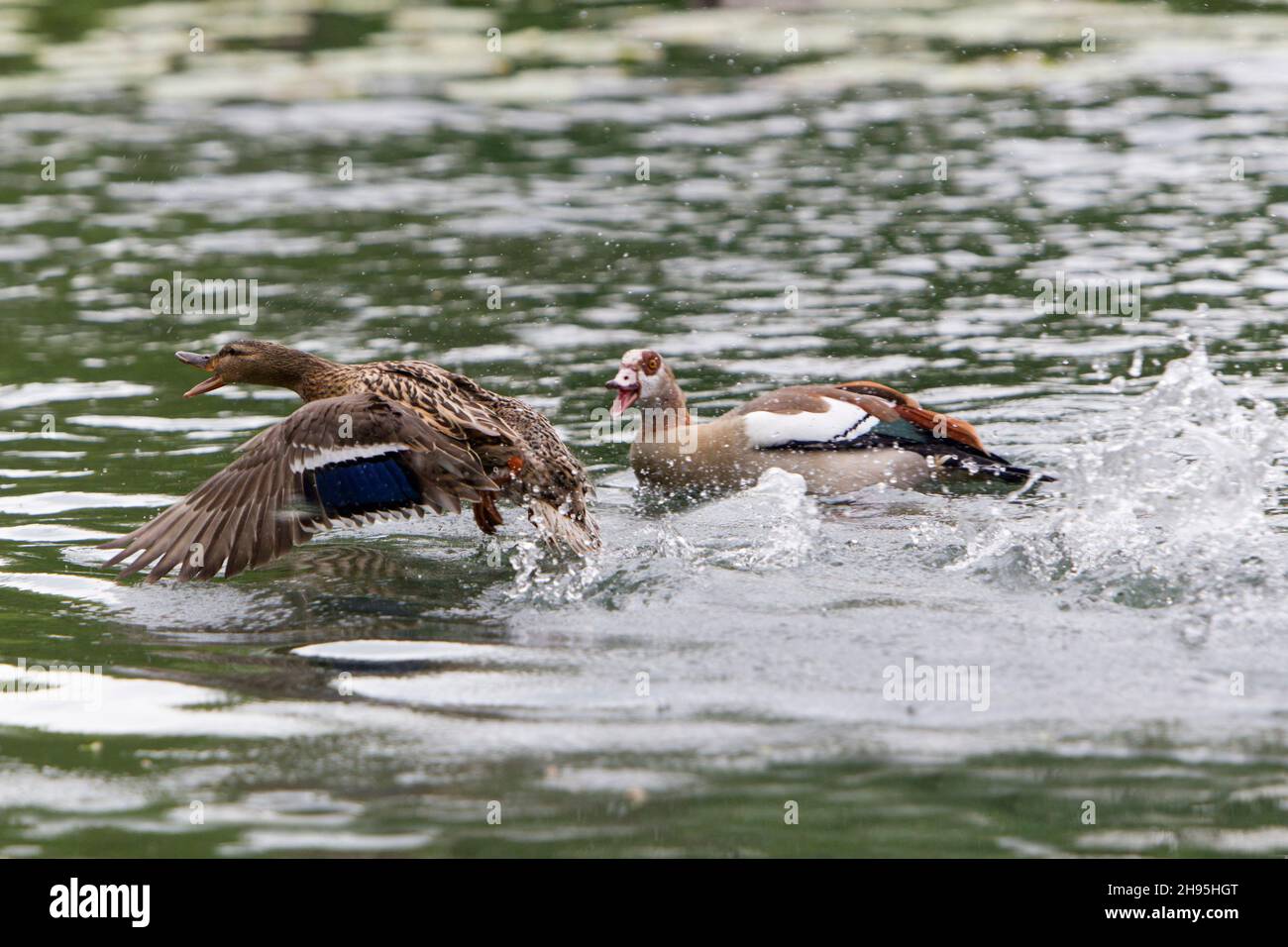 Oie égyptienne, (Alopochen aegyptian), pourchassant le canard colvert (Anas platyrhynchos), hors de son territoire de reproduction, Basse-Saxe, Allemagne Banque D'Images