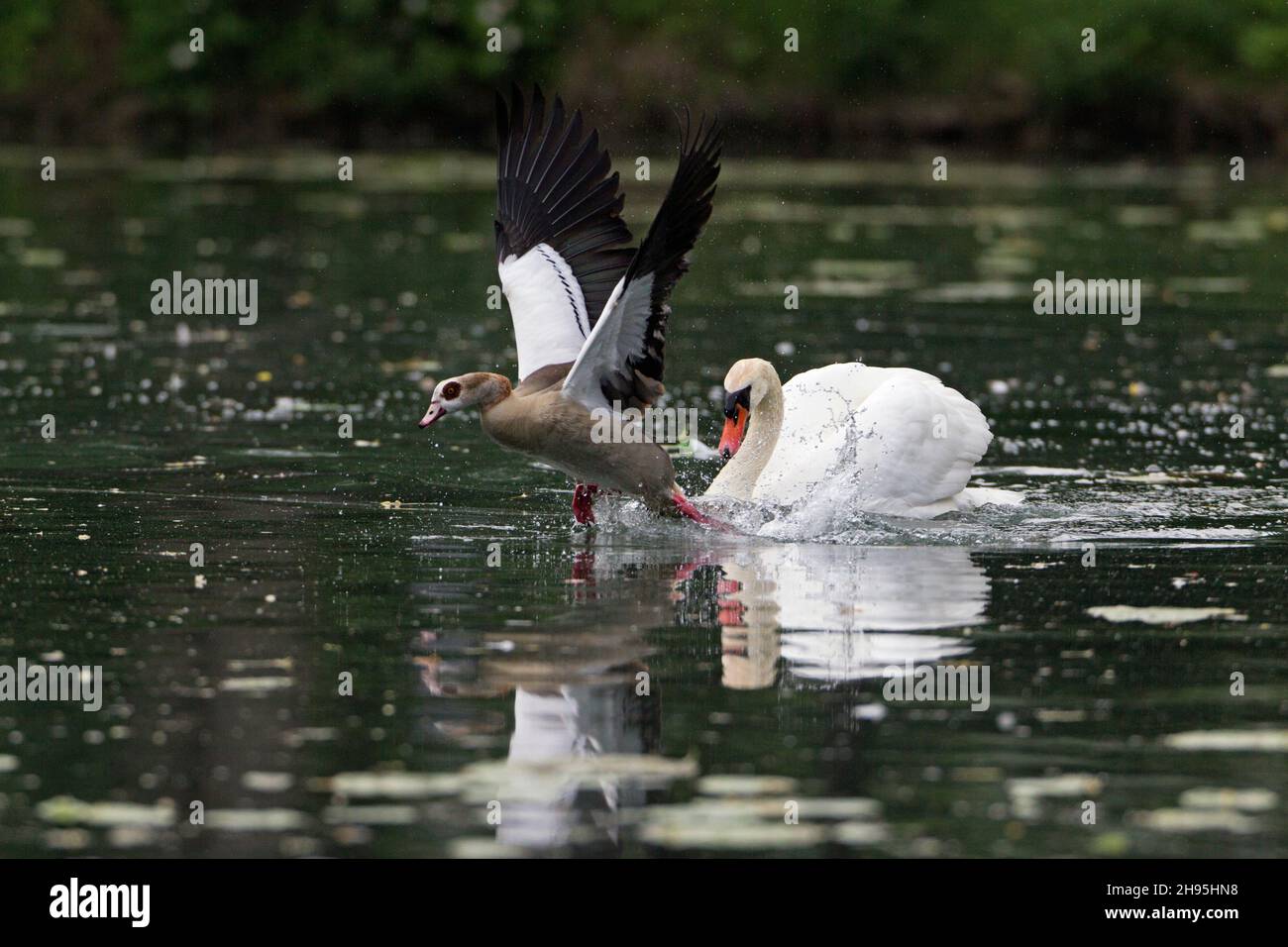 Mute Swan (Cygnus olor), sur le lac, pourchassant l'oie égyptienne, (Alopochen aegyptien), hors de son territoire de reproduction, Basse-Saxe, Allemagne Banque D'Images