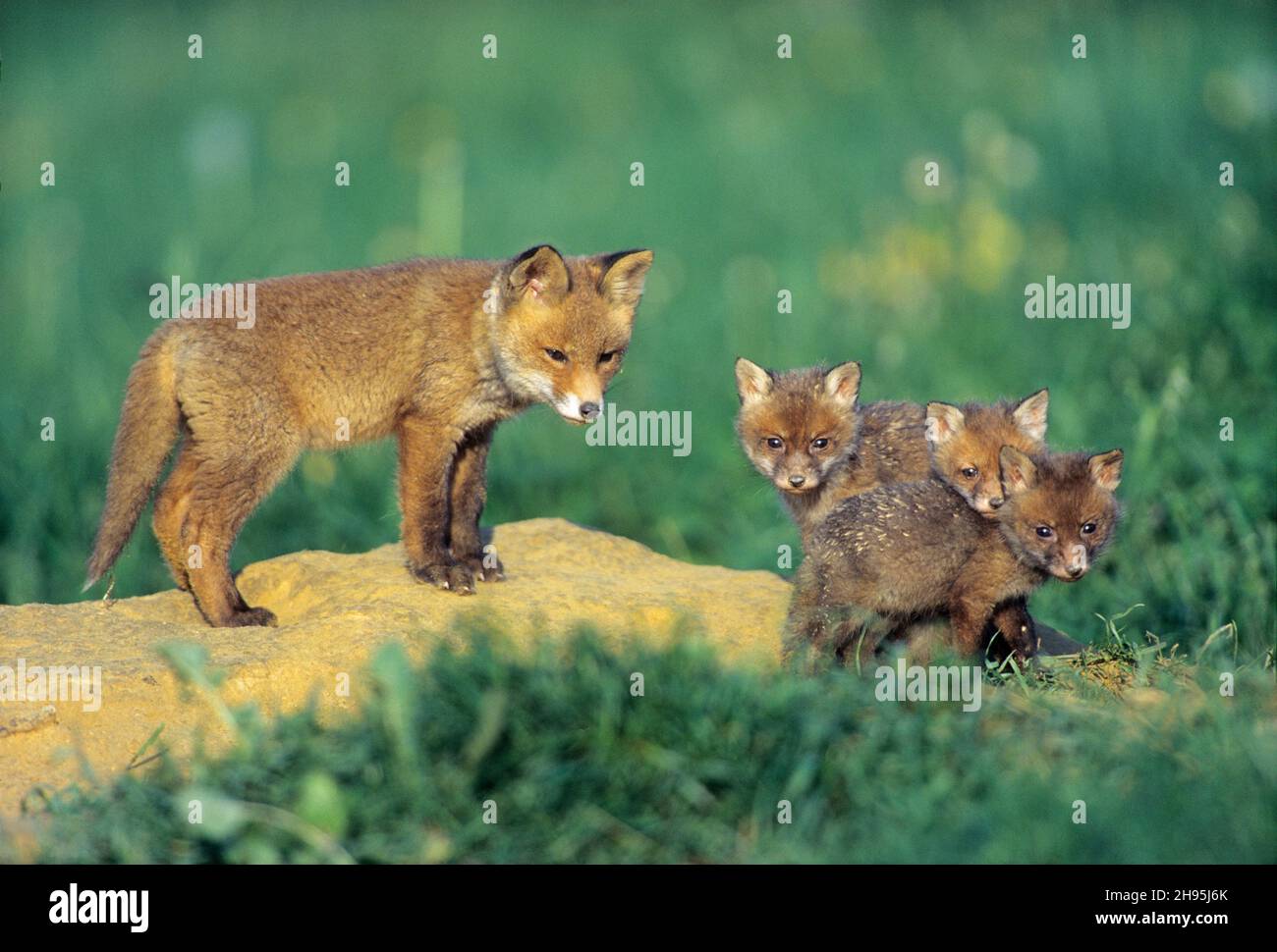 Renard roux européen (Vulpes vulpes), deux portées de petits de renard de tailles et d'âges différents, devant le den, Basse-Saxe, Allemagne Banque D'Images