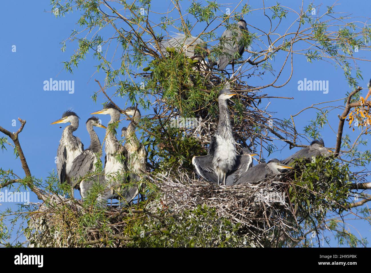 Héron gris, (Ardea cinerea), jeunes oiseaux sur des nids à la rookerie, un bain de soleil, Basse-Saxe, Allemagne Banque D'Images