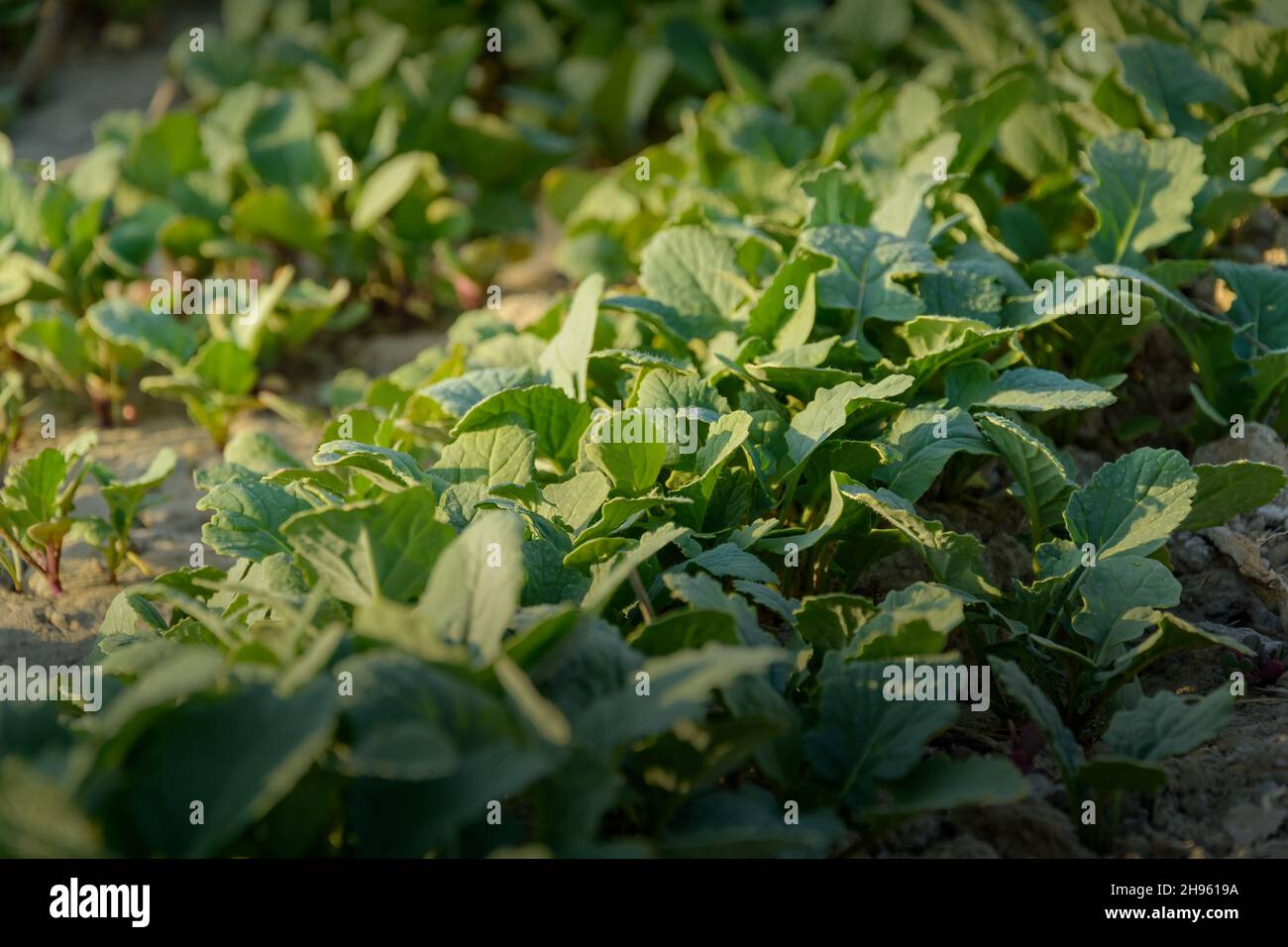 Vue de dessus du petit navet, feuilles vertes poussant dans le champ avec la lumière du matin Banque D'Images