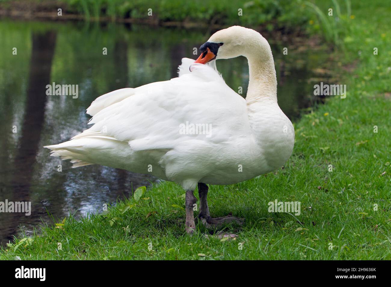 Mute Swan (Cygnus olor), debout sur la rive du lac, se prêtant, Basse-Saxe, Allemagne Banque D'Images