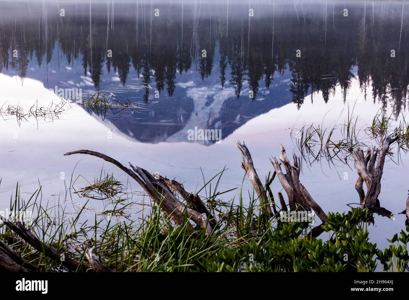 WA20489-00....WASHINGTON - le mont Adams se reflète dans la forêt nationale de Horseshoe Lake Gifford Pinchot. Banque D'Images