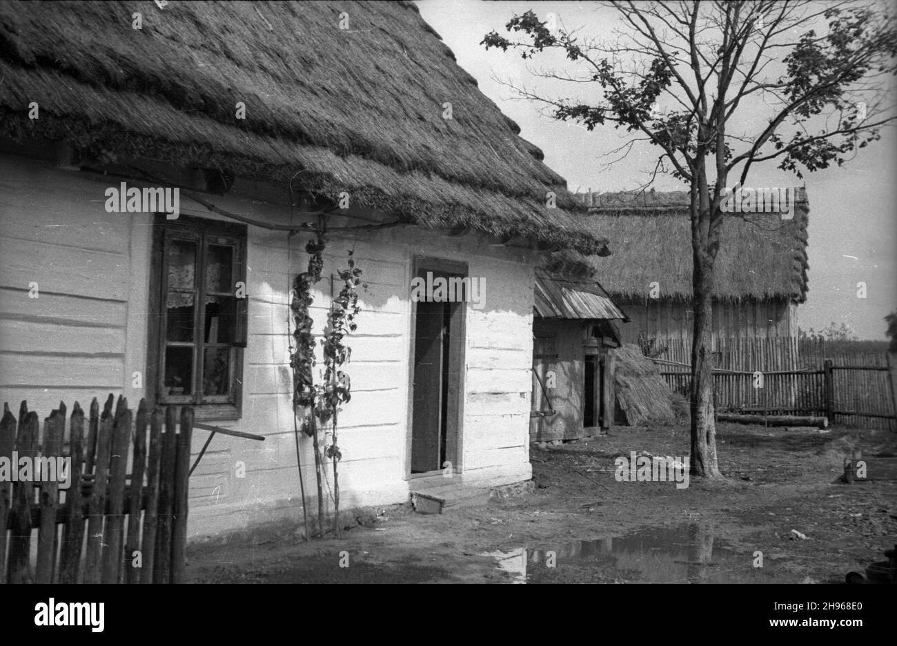 Jasieniec, 1947-08.Zabudowa wsi.Widoczny dom mieszkalny, drewniany, bielony, kryty strzech¹. bb/mgs PAP Dok³adny dzieñ wydarzenia nieustalony.Jasieniec, août 1947.Maison de village en bois, chaume, blanchie à la chaux. bb/mgs PAP Banque D'Images