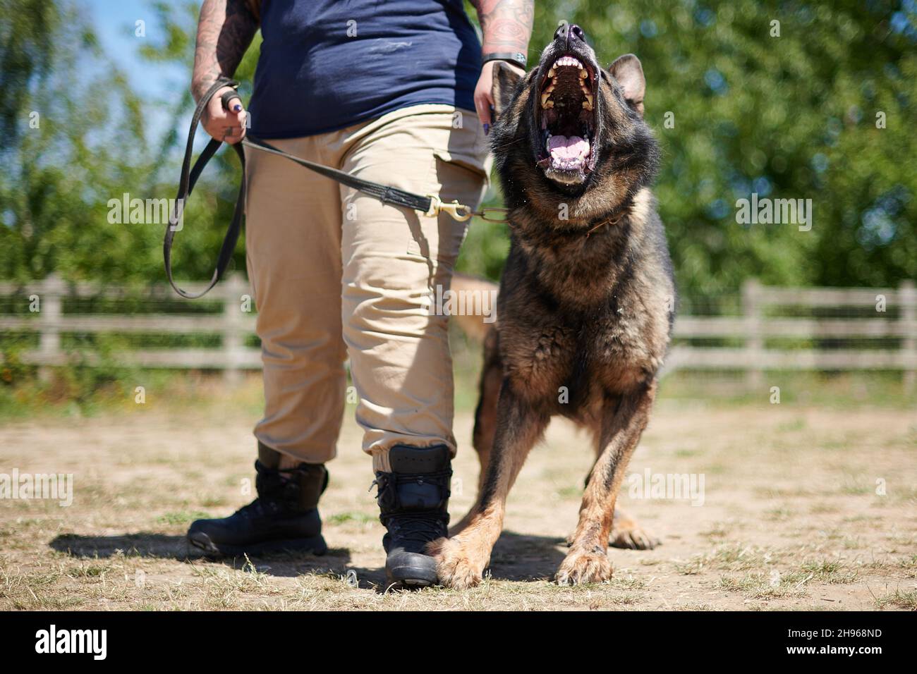 Morsure de chien berger allemand Banque de photographies et d’images à