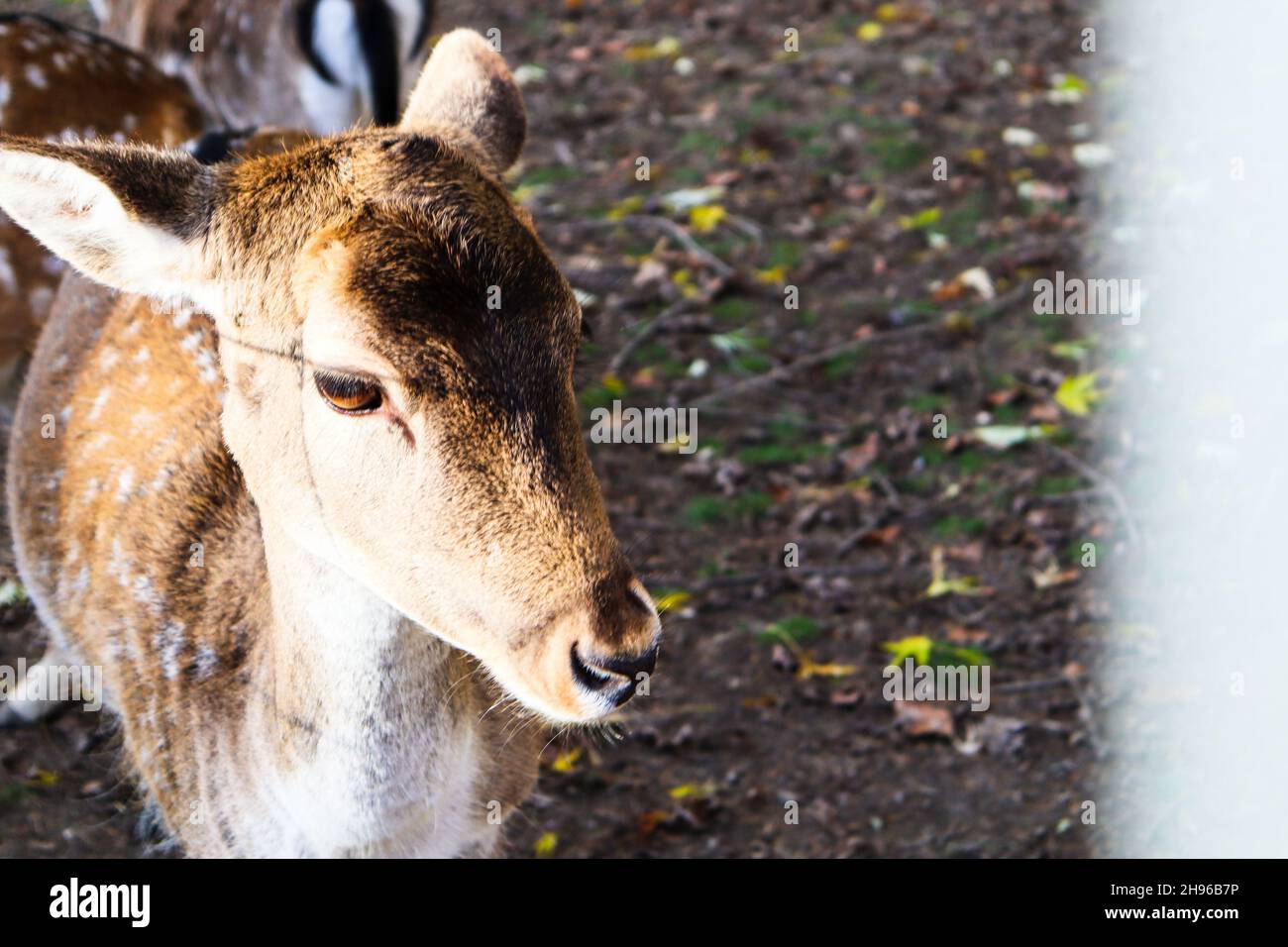 cerf dans un parc extérieur en suisse Banque D'Images