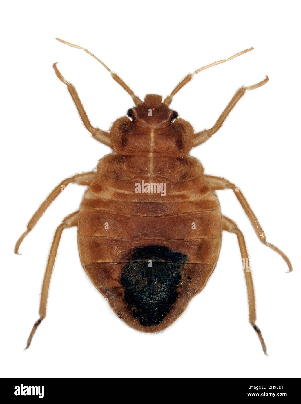 Coccinelle (Cimex lectularius) isolée sur fond blanc.Larve avec abdomen rempli de sang humain. Banque D'Images