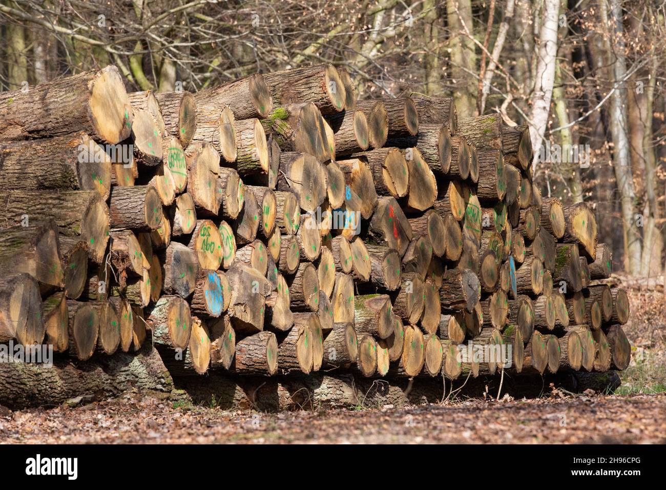 Grumes empilées avec des marques telles que des chiffres et des symboles pour le commerce du bois.Le bois est une matière première écologique durable. Banque D'Images
