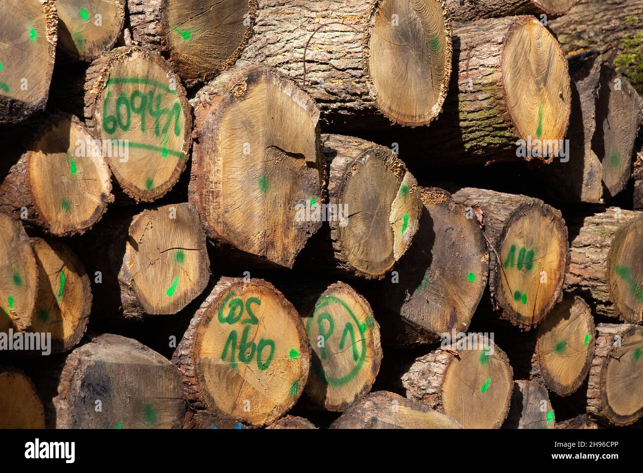 Grumes empilées avec des marques telles que des chiffres et des symboles pour le commerce du bois.Le bois est une matière première écologique durable. Banque D'Images