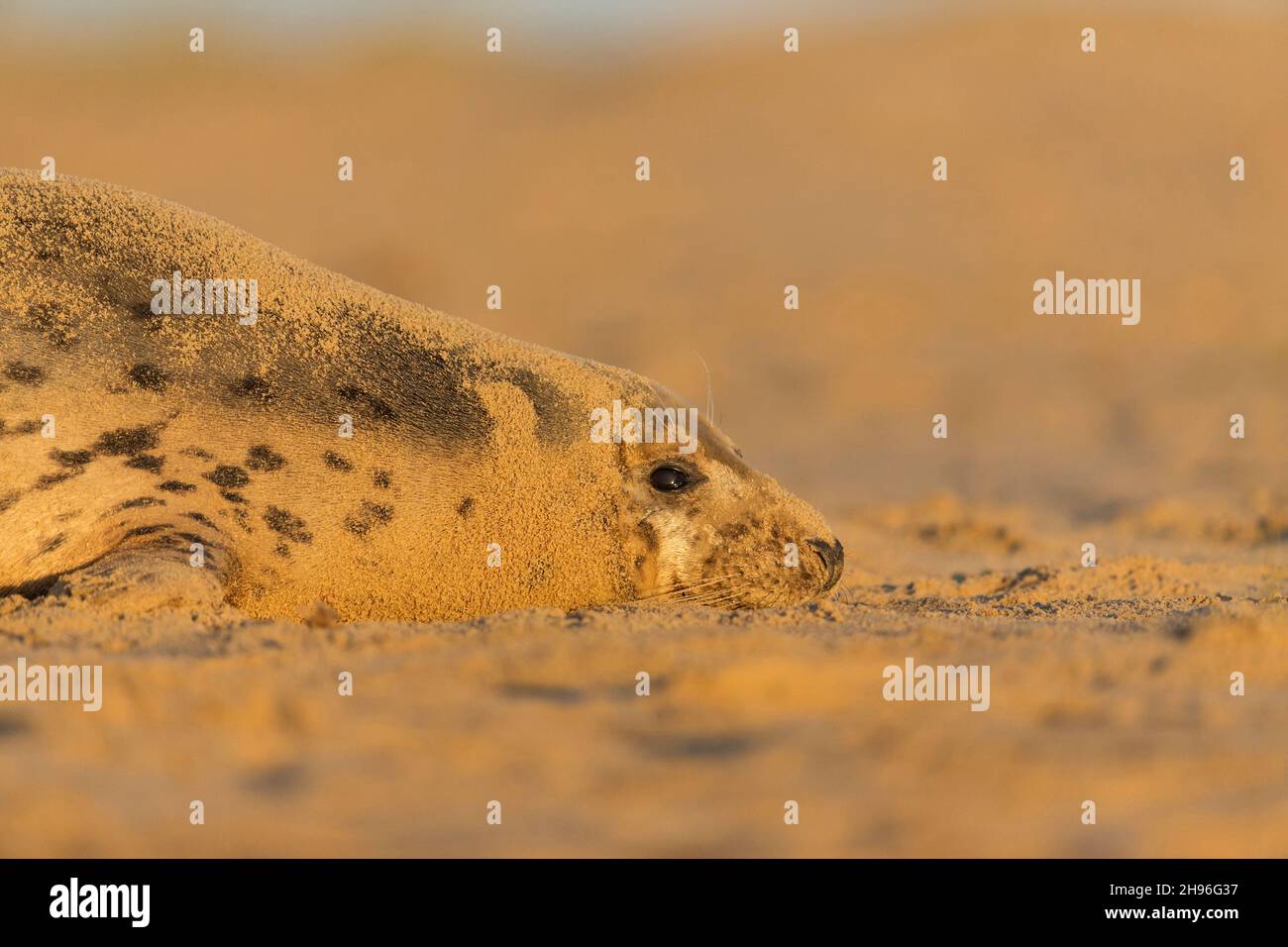 Phoque gris (Halichoerus grypus) adulte femelle, couvert de sable, reposant sur la plage, Horsey, Norfolk,Angleterre, décembre Banque D'Images