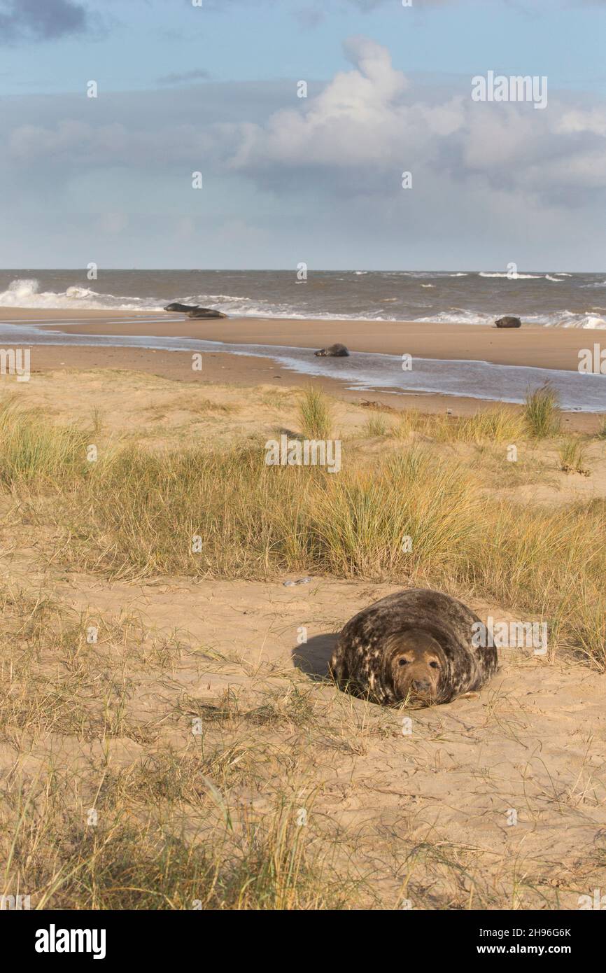 Phoque gris (Halichoerus grypus) femelle adulte qui se repose dans des dunes avec des phoques en arrière-plan, Horsey, Norfolk, Angleterre, décembre Banque D'Images