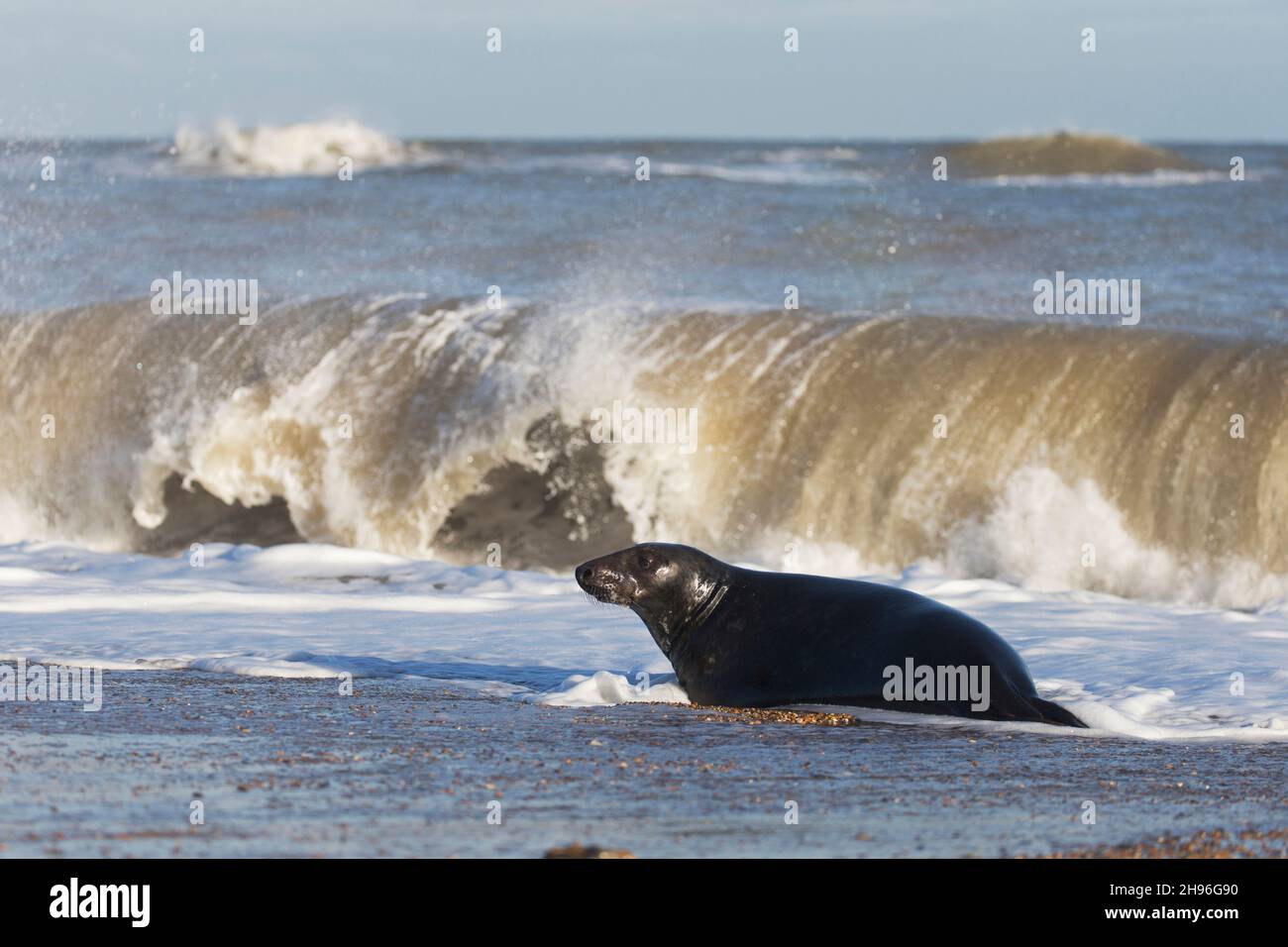 Phoque gris (Halichoerus grypus) adulte mâle dans surf, Horsey, Norfolk, Angleterre, décembre Banque D'Images