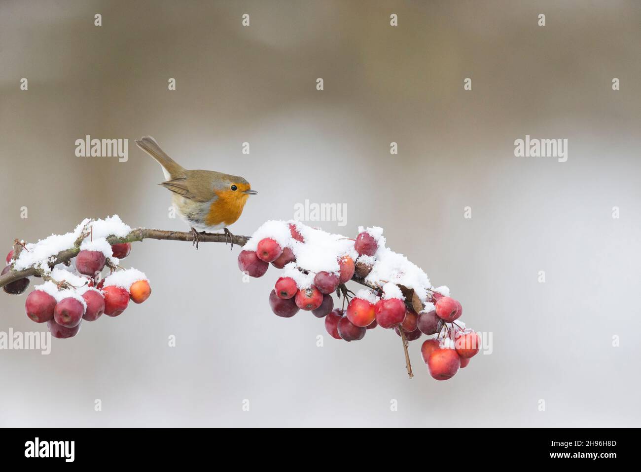 Robin européen (erithacus rubecula) adulte perché sur une branche de crabe enneigée, Suffolk, Angleterre, février Banque D'Images