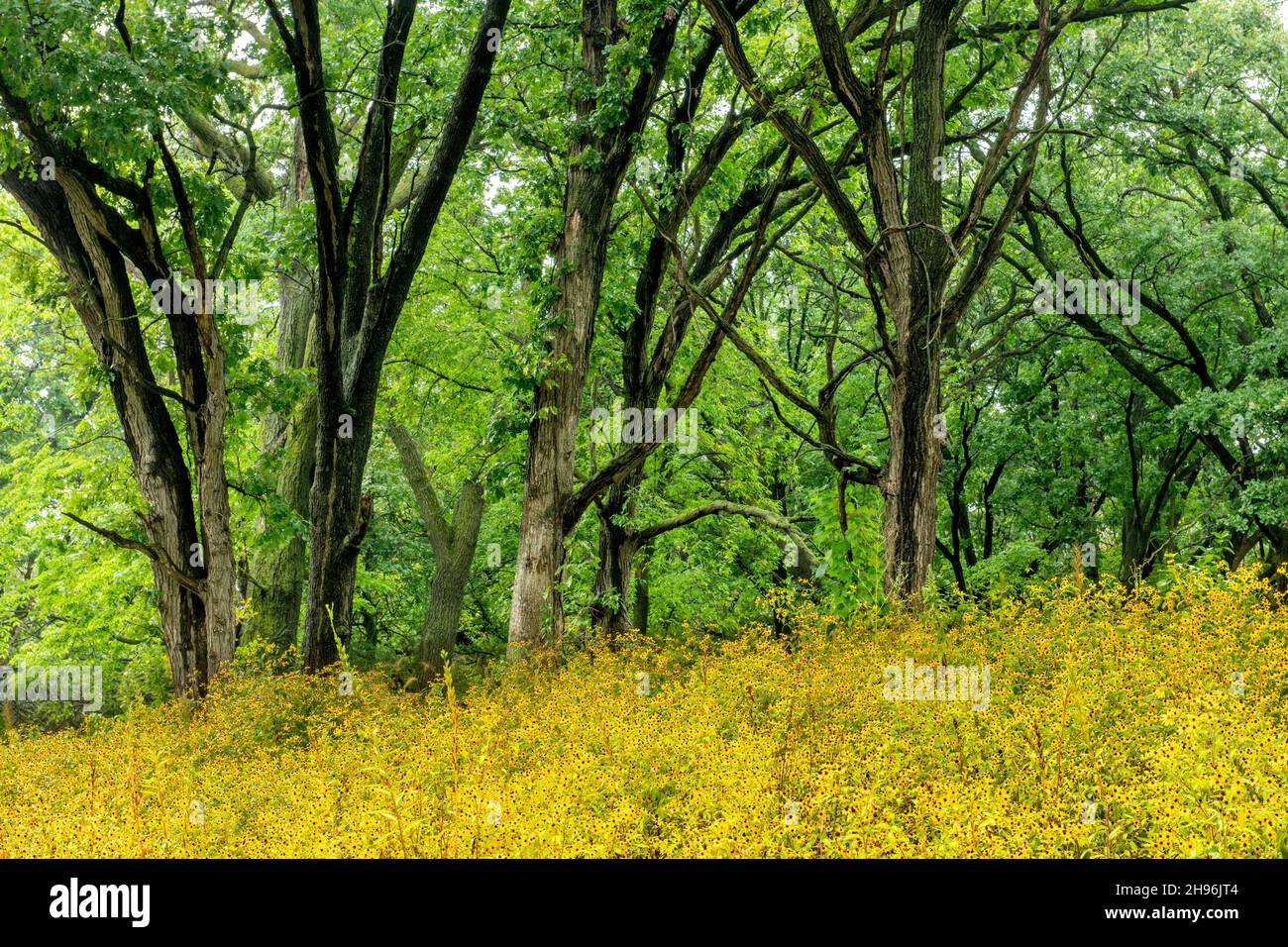 Prairie et bois, écotone, Midwestern United States, été, par Dominique Braud/Dembinsky photo Assoc Banque D'Images