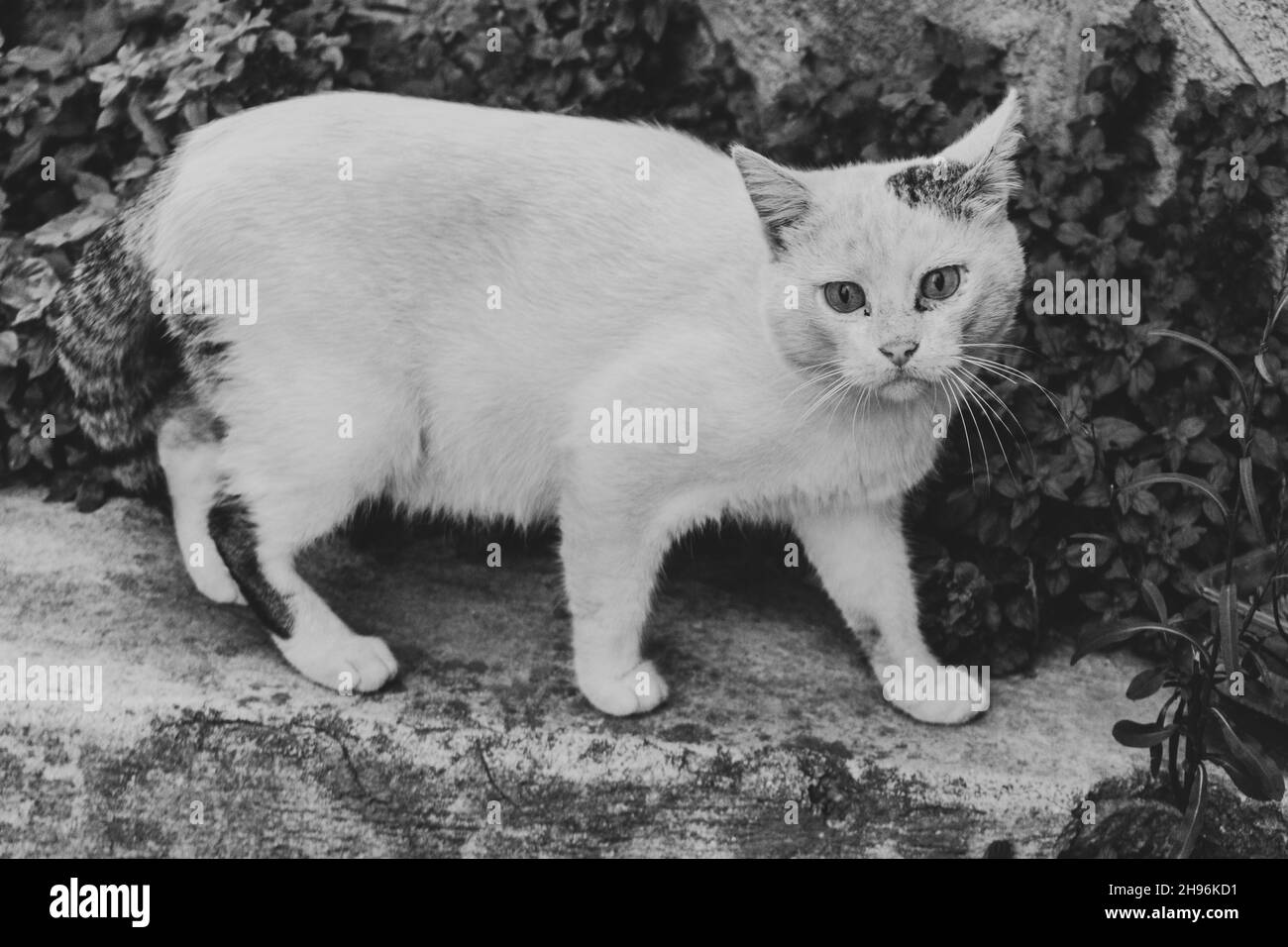 Photo en niveaux de gris d'un chat marchant sur le sol Banque D'Images