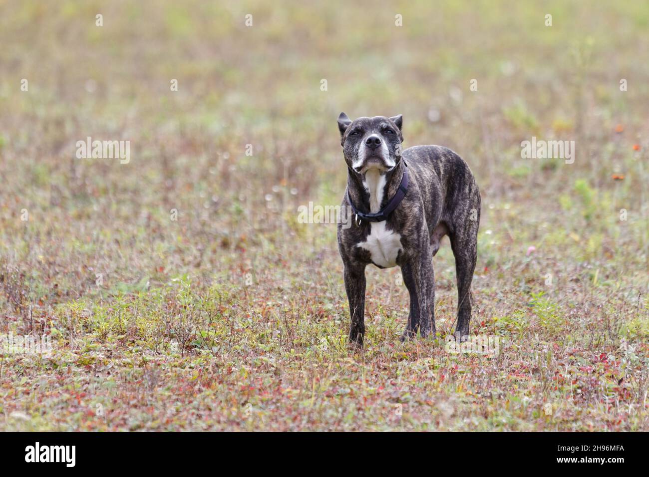 Un chien de type taureau Pit de couleur vive.Québec, Canada Banque D'Images