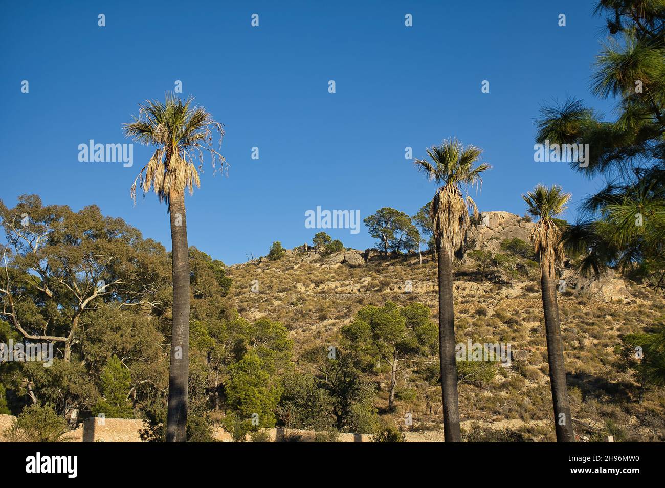 palmiers avec fond bleu ciel, paysage Banque D'Images