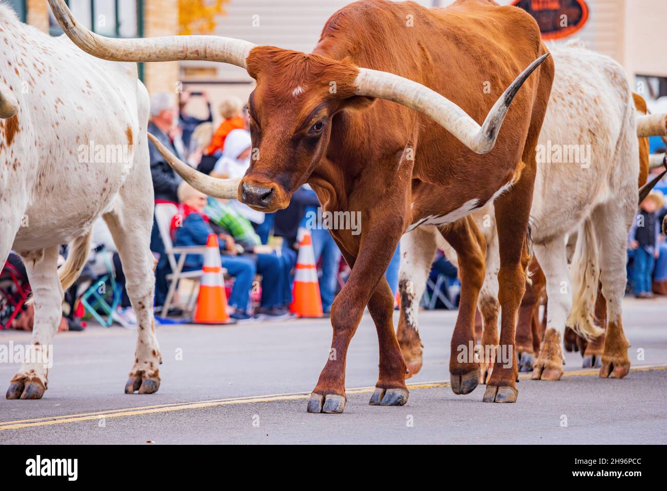 Longhorn marchant dans la parade de Noël des cow-boys à Oklahoma Banque D'Images