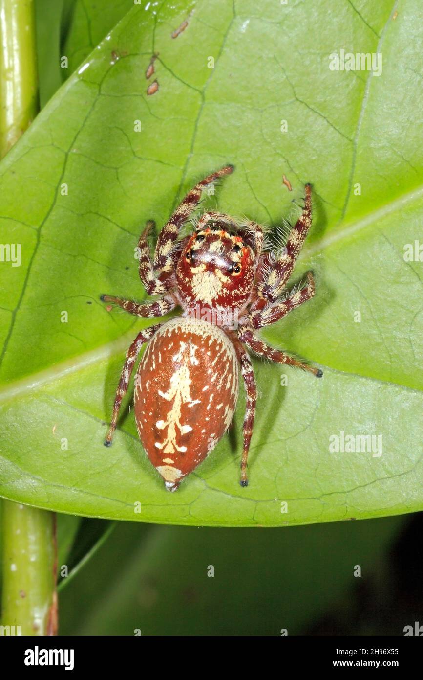 Araignée de saut de jardin, Opisthoncus parcedentatus marchant sur une feuille verte.Coffs Harbour, Nouvelle-Galles du Sud, Australie Banque D'Images