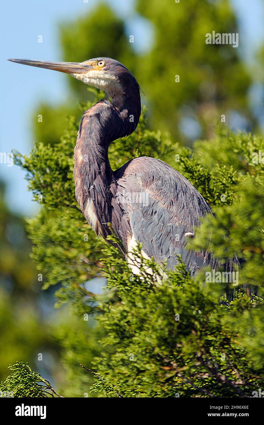 Grand héron bleu perché dans un arbre sur l'île de Fripp, Caroline du Sud, Banque D'Images