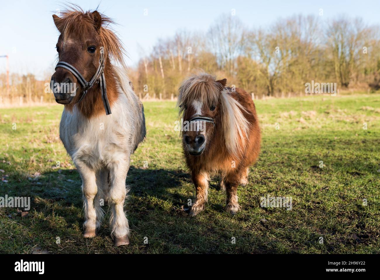 Deux chevaux de poney à la campagne belge près de Zoutleeuw Banque D'Images