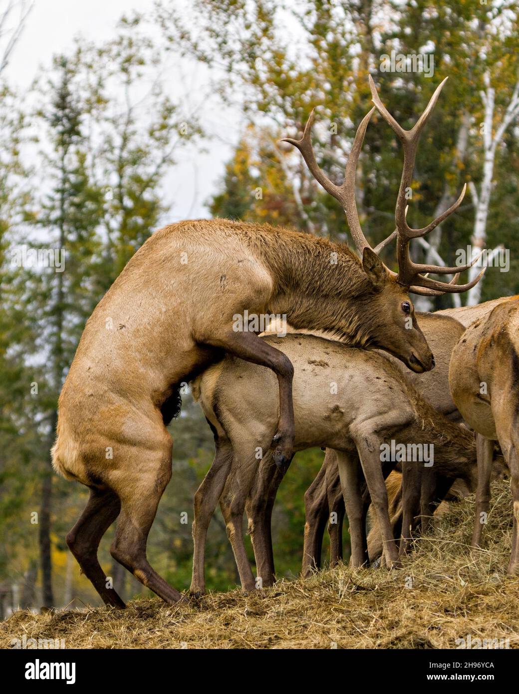 Wapiti mâle dans la saison des truts avec troupeau de vaches elk avec un fond de forêt flou dans leur environnement et habitat entourant.Portrait Wapiti. Banque D'Images