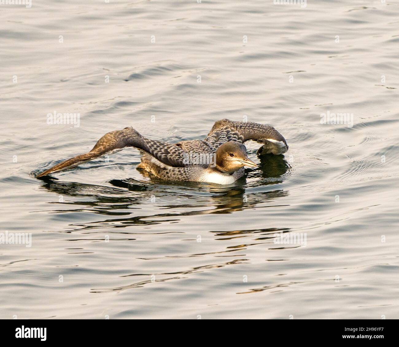 Loon commun jeune oiseau immature nageant dans son environnement et son habitat environnant, montrant ses ailes et ses plumes de croissance. Banque D'Images Loon commun jeune oiseau immature nageant dans son environnement et son habitat environnant, montrant ses ailes et ses plumes de croissance. Banque D'Images