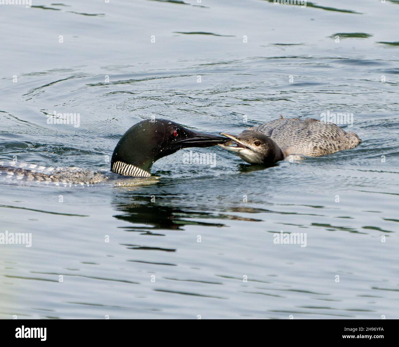 Loon commun nourrissant ses jeunes en phase de croissance dans leur environnement et leur habitat. Oiseau immature. Image. Image. Portrait. Banque D'Images Loon commun nourrissant ses jeunes en phase de croissance dans leur environnement et leur habitat. Oiseau immature. Image. Image. Portrait. Banque D'Images