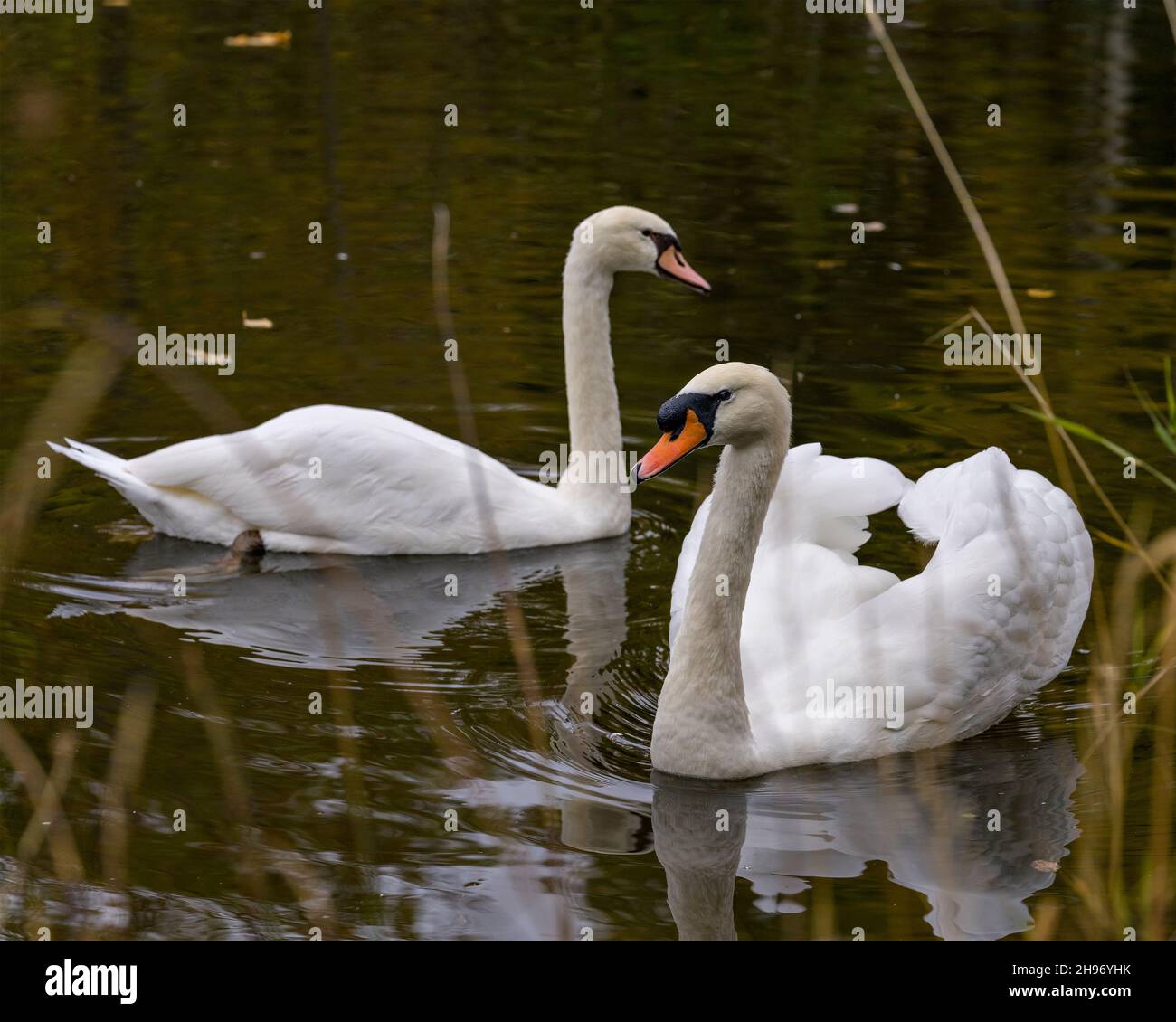 Swan Mute couple gros plan vue profil natation avec arrière-plan flou dans leur environnement et habitat environnant.Image.Portrait. Banque D'Images