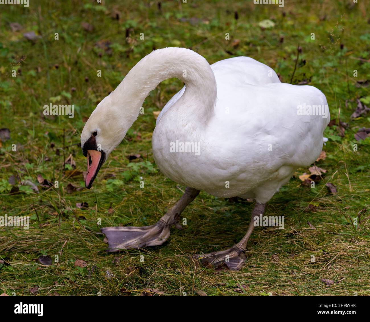 Swam Mute oiseau debout sur l'herbe montrant son beau plumage de plumes blanches dans son environnement et son habitat entourant.Image.Portrait. Banque D'Images
