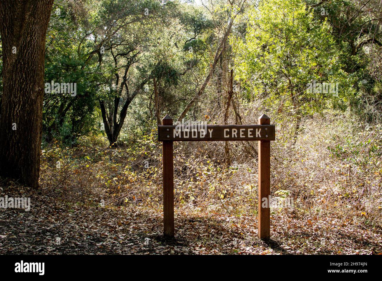 Panneau de sentier en bois pour « Woody Creek » dans les bois se défrichant en automne avec des feuilles d'automne sur le sol et une lumière du soleil. Banque D'Images