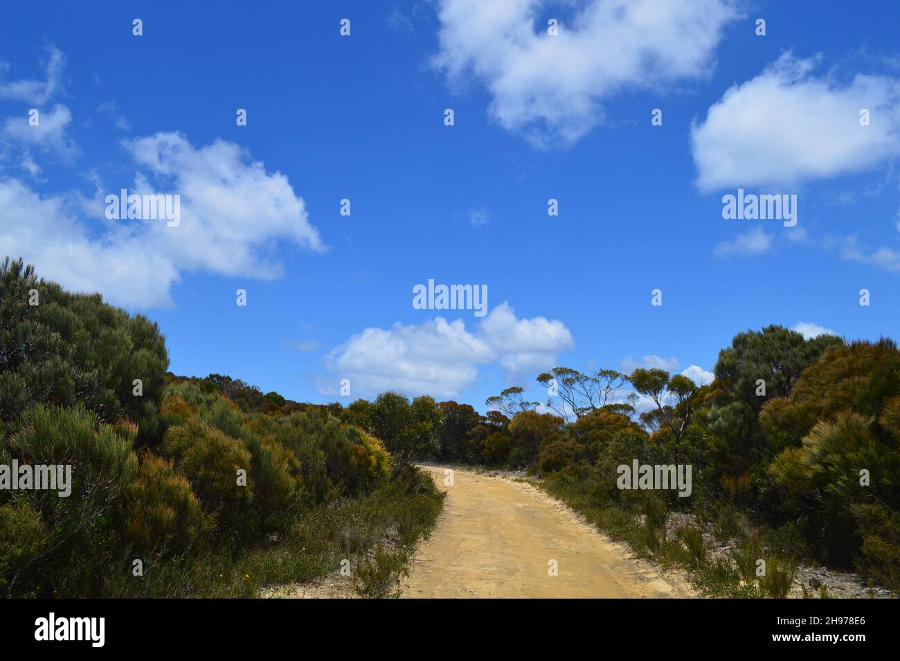 Un sentier dans les Blue Mountains d'Australie Banque D'Images