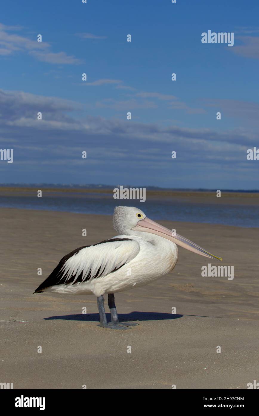 Pelican australien sur la plage de Burrum Heads Fraser Coast Queensland Australie Banque D'Images