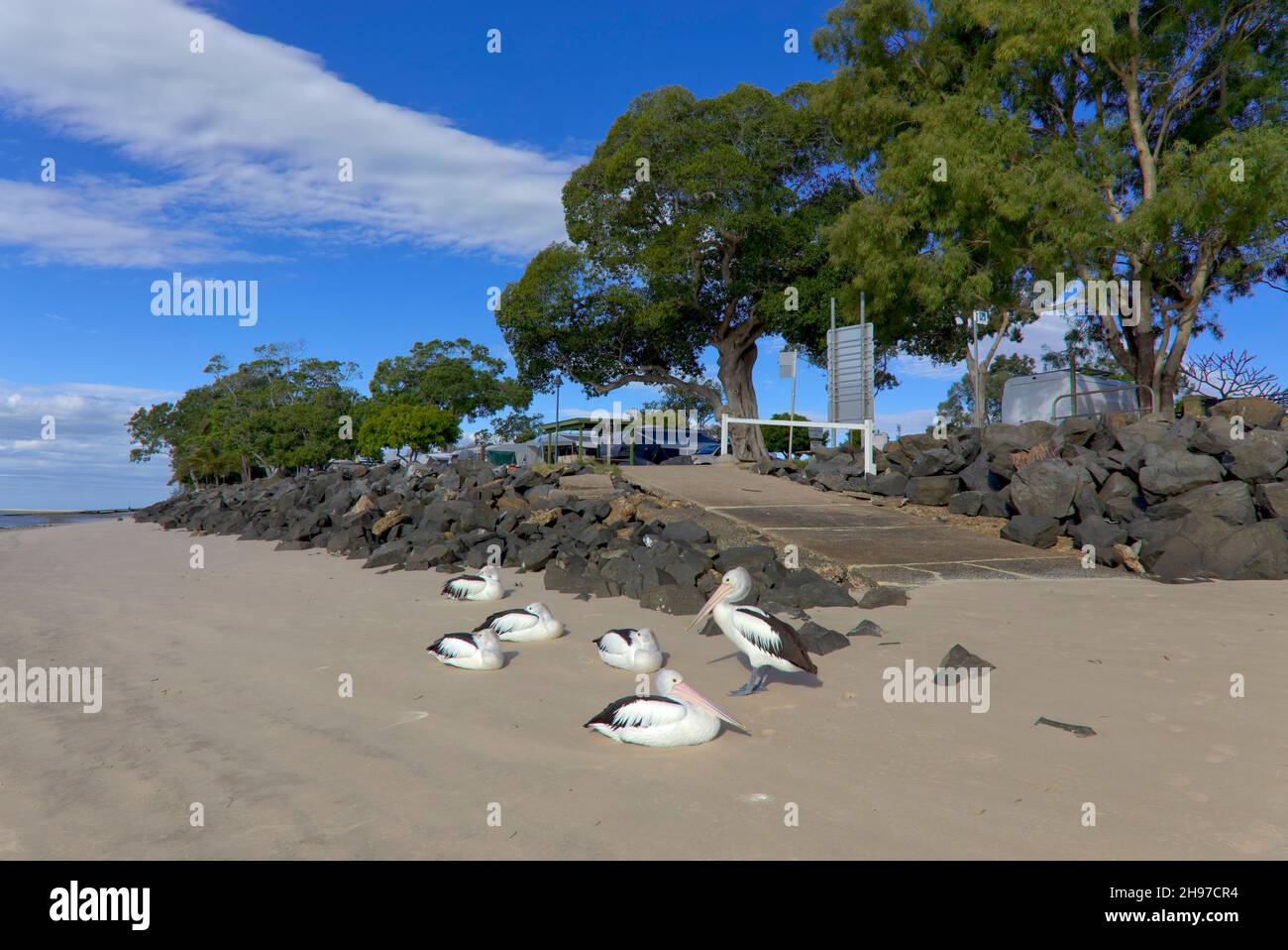 Pelican australien sur la plage de Burrum Heads Fraser Coast Queensland Australie Banque D'Images