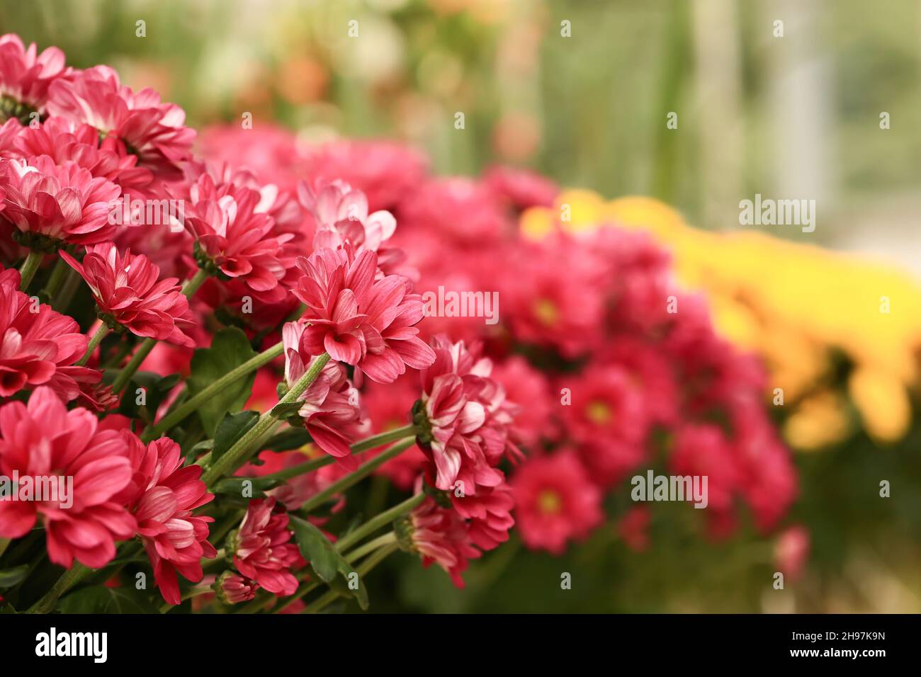 fleurs d'automne de chrysanthèmes roses. mise au point sélective douce Banque D'Images