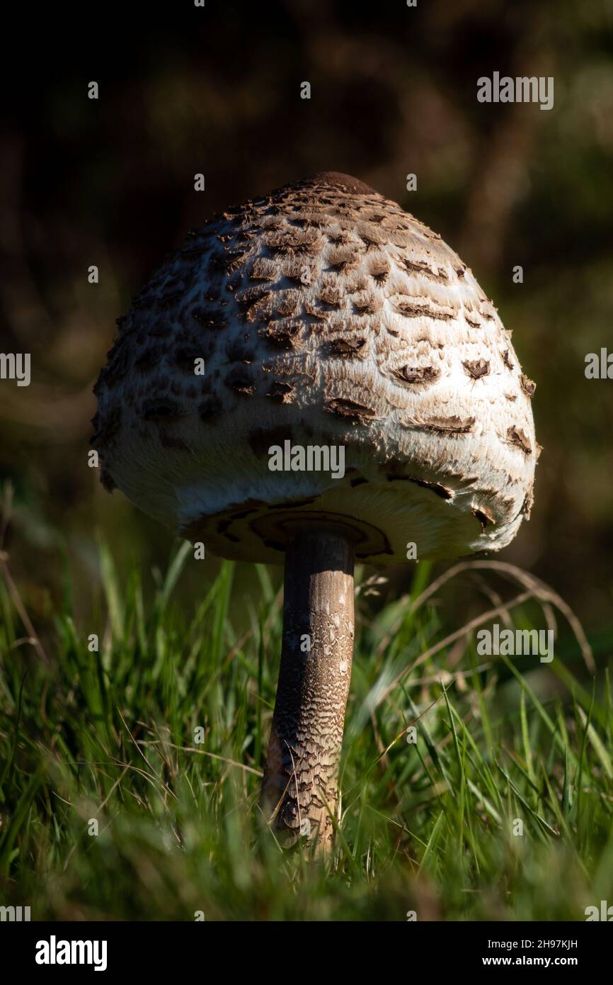 Un champignon Lepiota pousse dans le champ pendant l'automne. Banque D'Images