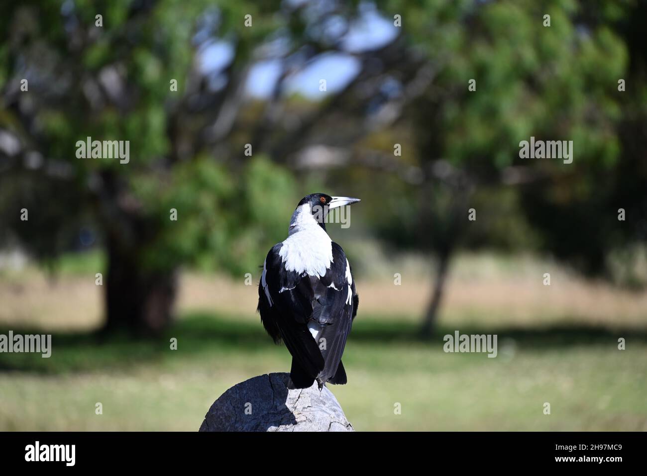 Magpie australienne perchée sur une bûche en bois, surplombant son épaule, dans un parc ensoleillé Banque D'Images