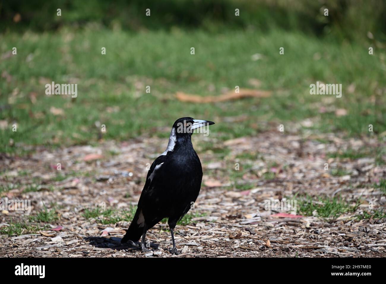 Magpie australienne debout sur paillis un jour ensoleillé, ses plumes brillant dans la lumière du soleil Banque D'Images