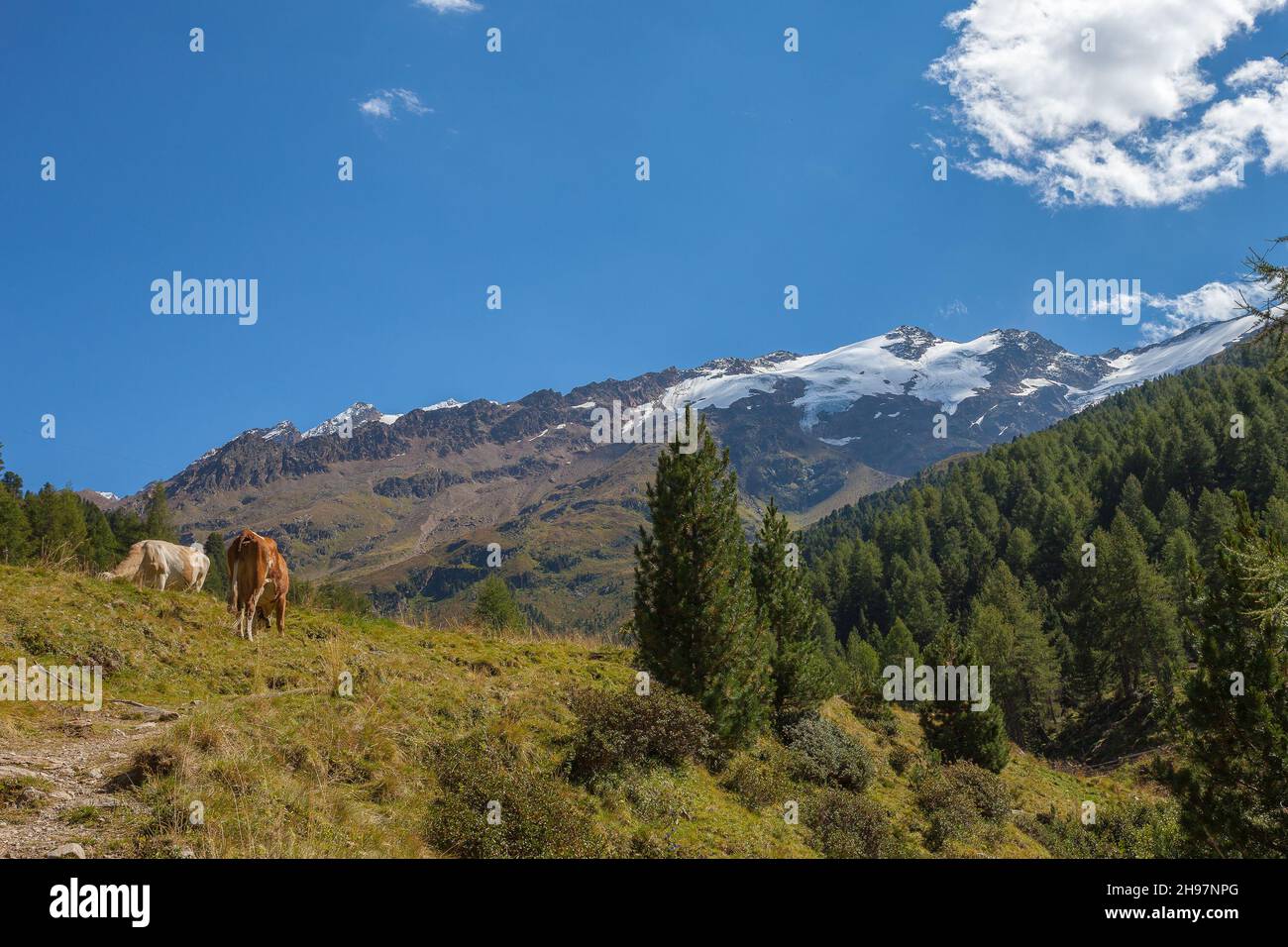 Couple de chevaux paître au pied d'une montagne avec des glaciers Banque D'Images