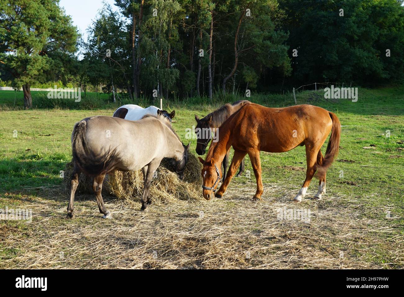 Lors d'une belle journée de fin d'été, les chevaux mangent du foin d'une balle de foin Banque D'Images