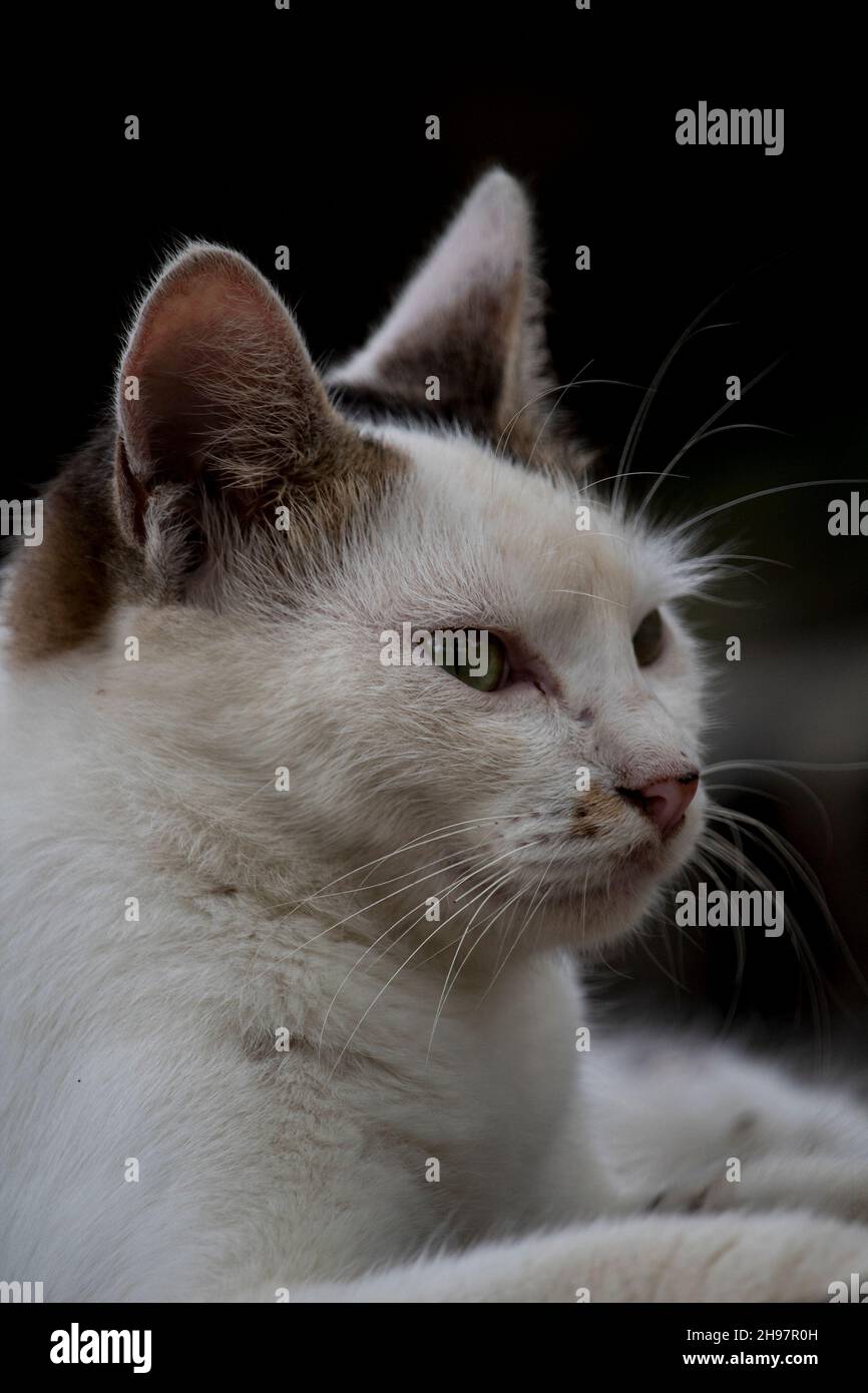 Une mère en colère chat regardant son enfant Banque D'Images