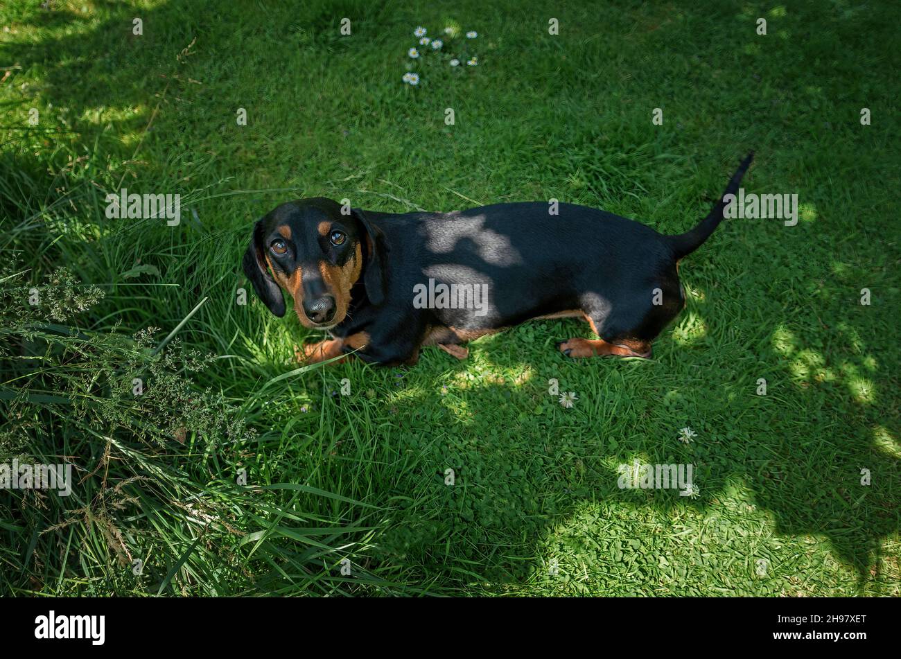 Dachshund d'en haut. Banque D'Images