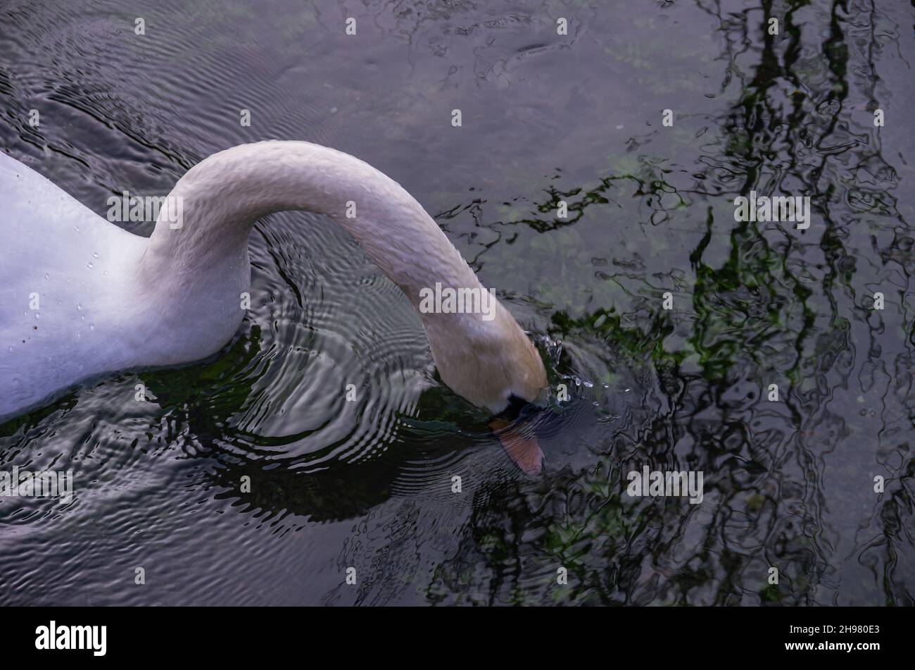 Observations d'oiseaux sur l'eau, en utilisant l'exemple d'un Cygne muet sur le fleuve Zwiefalter Aach à Zwiefalten, Bade-Wurtemberg, Allemagne. Banque D'Images