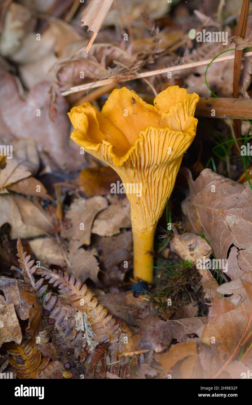 Champignon jaune orange Banque de photographies et d’images à haute résolution Alamy