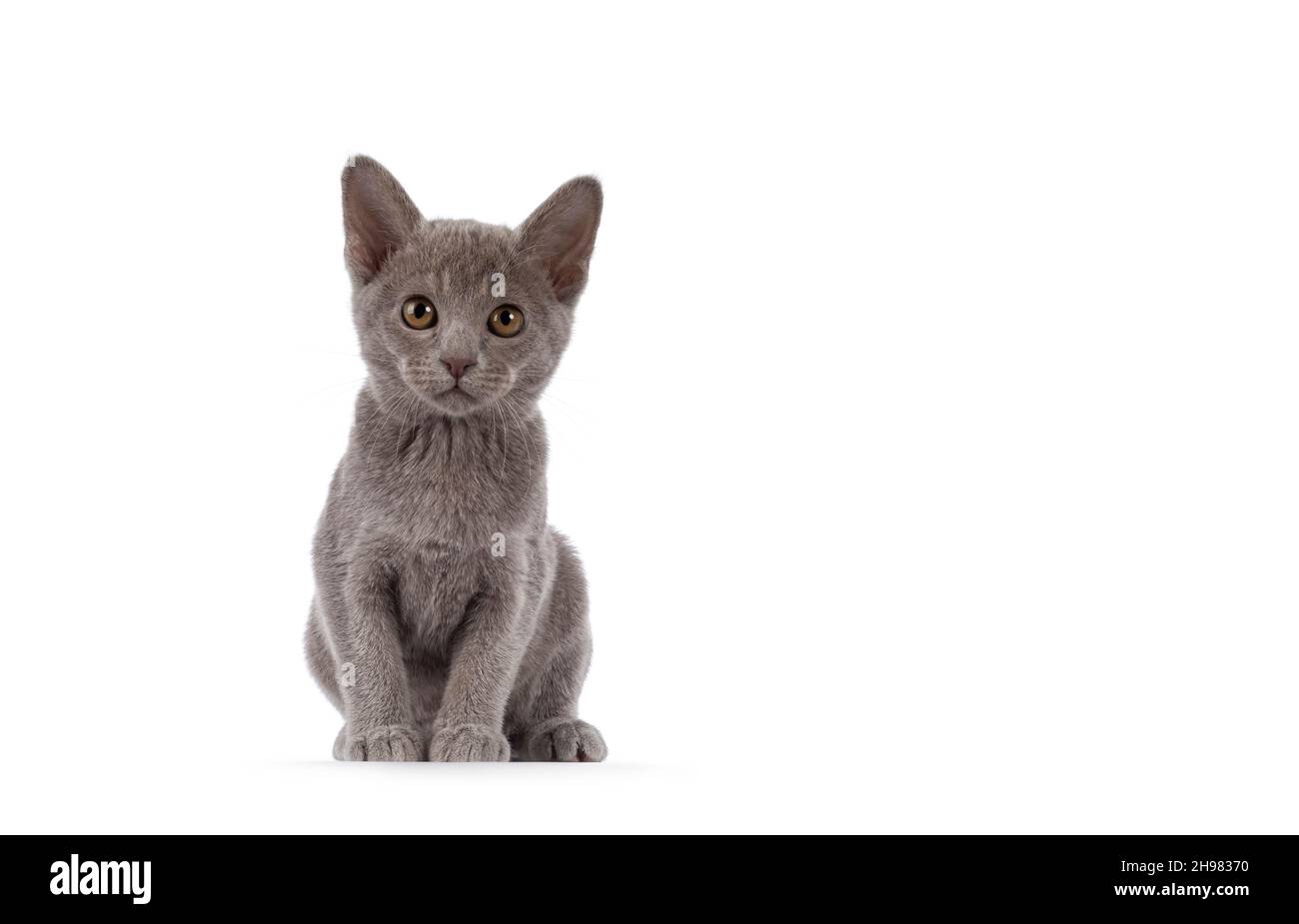 Mignon petit chat birman lilas, assis face à l'avant.En regardant vers l'appareil photo. Isolé sur un fond blanc. Banque D'Images