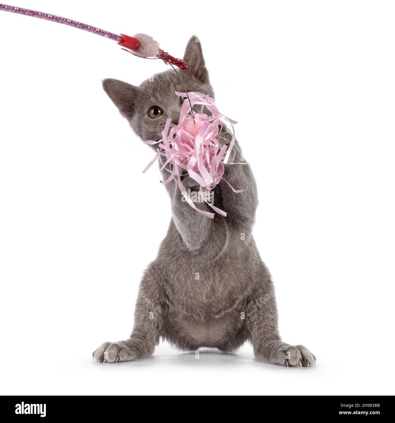 Mignon petit chat lilas birman chaton, assis sur les pattes arrière jouant avec le jouet rose.En regardant vers l'appareil photo. Isolé sur un fond blanc. Banque D'Images