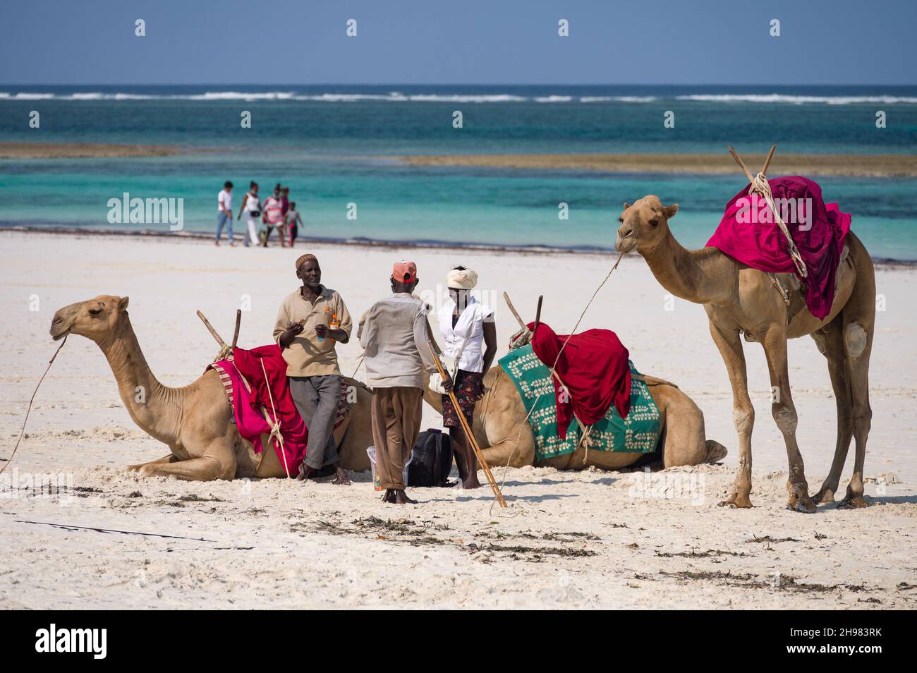 Les Kenyans locaux qui parlent comme leurs chameaux reposent sur une plage de sable blanc avec l'océan Indien en arrière-plan, Diani, Kenya Banque D'Images